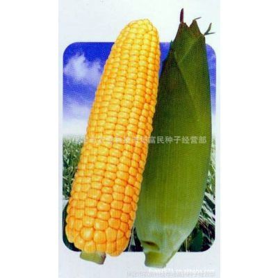 大量销售高产农作物种子品甜8号玉米