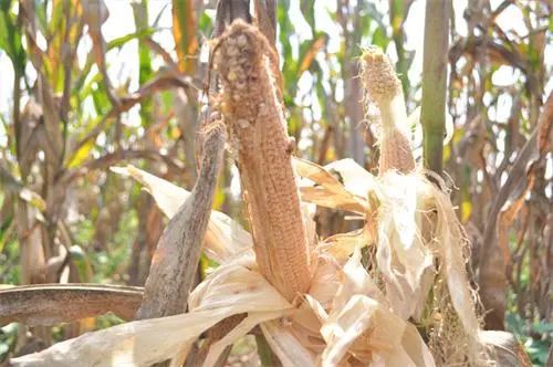 法院判决 要求种子生产经营者承担因阴雨造成玉米减产损失 的法律探讨
